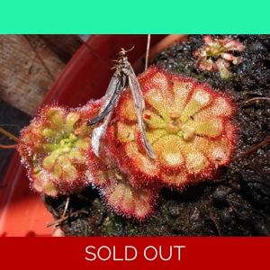 Drosera aliciae